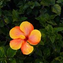 Vicki Harrison - @liljazzymel - Twitter