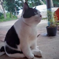 I love cat😼 (@apo4537) 's Twitter Profile