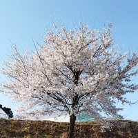 長澤 創次郎 (@zdeck61gpk56692) 's Twitter Profile