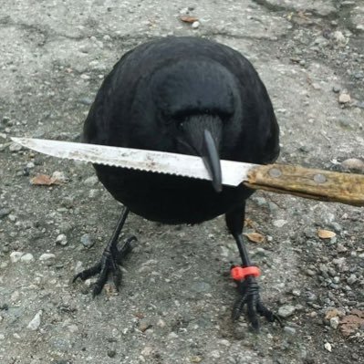 🐦⬛ @crow_with_knife 🐦⬛🔪https://t.co/hIjx7WnCFQ 🔪