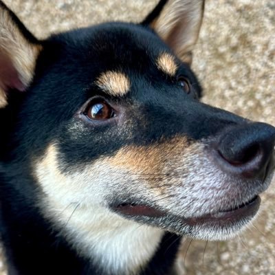 田舎の土木屋@西日本|父急逝継いで代取|メイン公共|会社の全てをやります|特定NG|皆さんのツイートで勉強|職人さんリスペクト|衰退する地方とこの仕事の未来を考えています|社長って孤独ですね、でも群れるのは嫌い故にリアルでは孤立|都内私大機械修士→電機系メーカ技術→家業|1土木施 1建機施 2機プ図技|無言フォロー失礼