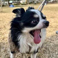 Kazeling (@fwheiler) 's Twitter Profile