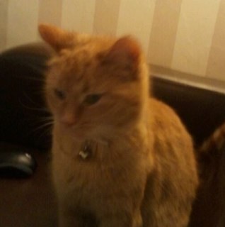 Deceu12's profile picture. eieren