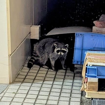 yakiniku_tanuki's profile picture. 英語の勉強中。離島に移住するかもなのでその情報収集など。雑多アカ🎇