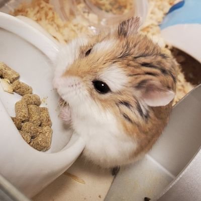 筋肉ごりらさんのプロフィール画像
