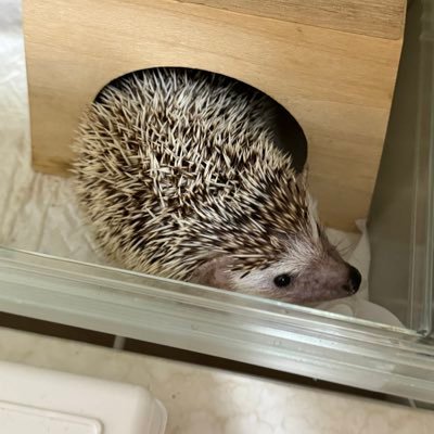 marugeckos's profile picture. 生き物大好きです。