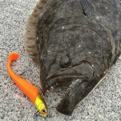 堤防、護岸、サーフとありとあらゆるところからフラットフィッシュを追いかけ続ける釣りと狐を愛してやまない男🦊 日常的なこともたまに呟きます… 語彙力皆無、誤字脱字多めです🙄無言フォローお許しください🙇♂️