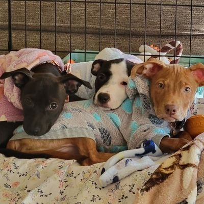 Growing Up Pitbull 🐾 Meet Cashew, Willow, and Pecan—three Pitbull siblings growing up and exploring life together! 💙🐶💕 #PitbullLife Tiktok @growinguppitbull
