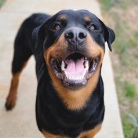 Franklin (@franklintpotato) 's Twitter Profile