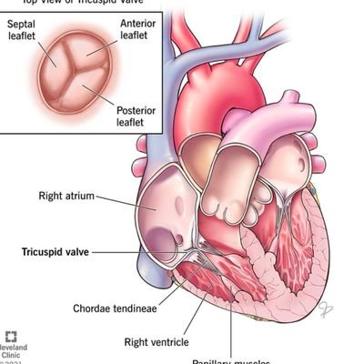 tricuspidvalve1's profile picture. ''To go wrong in one's way is better than to go right in someone else's.'' - Fyodor Dostoevsky, Crime and Punishment