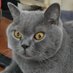 Mama Schnoeselchen 🐾🐾🐾 (@rsp1962) Twitter profile photo Mama Schnoeselchen 🐾🐾🐾 (@rsp1962) Twitter profile photo