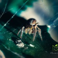 Macro Guy (@_macro_guy_) 's Twitter Profile
