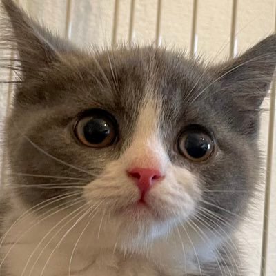 Gxr1ks2's profile picture. 趣味；猫吸い