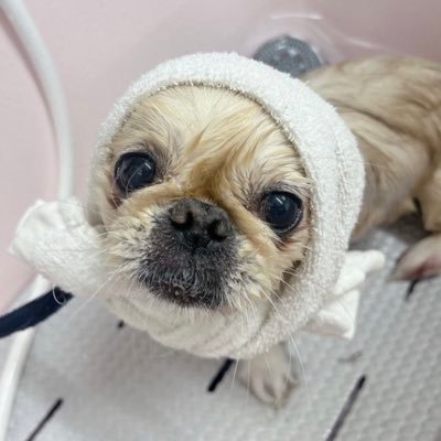 Fumi1519's profile picture. ♡西川貴教♡T.M.Revolution♡TNNK♡abingdon boys school /千葉ロッテマリーンズ♡/年の差3兄妹とペキちゃんの母