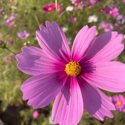 natsu813shun119's profile picture. 西武ライオンズ💕夏央くんのプレー好き💕MELOGAPPA❤️ごろごろ祭り(さくまさん命名) 🩷なにわ男子 みっちー💚WEST. 神ちゃん💚