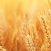 Dรผnya ve Tรผrkiye'de Tarฤฑm/Agriculture in the Word (@farmingon) Twitter profile photo Dรผnya ve Tรผrkiye'de Tarฤฑm/Agriculture in the Word (@farmingon) Twitter profile photo