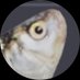 00:00 || working on cms (@lingdian00_) Twitter profile photo 00:00 || working on cms (@lingdian00_) Twitter profile photo