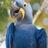 Polly The Parrot