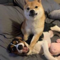 johnboma (@tahahahehe) 's Twitter Profile