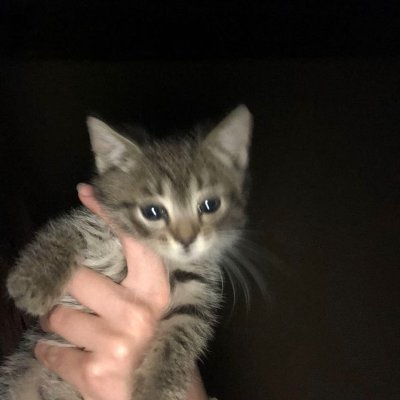 ADC Zeens Profile