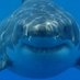 GlowintheDarkShark (@glowyshark) Twitter profile photo GlowintheDarkShark (@glowyshark) Twitter profile photo