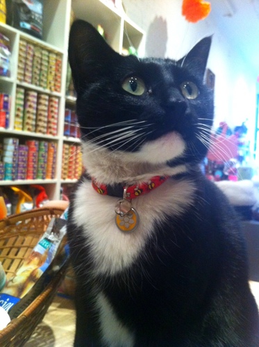 ps9 (pet supplies on 9) has been serving the animals of Williamsburg, Brooklyn (and their people) for over 6 years.