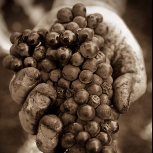 ORPinot's profile picture. 