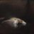 gt_elpapa's profile image