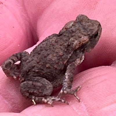 silkethiem's profile picture. 