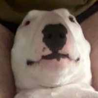 Dynamita (@onionwebseluita) 's Twitter Profile