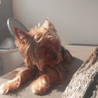 Francisco Luna 🌙 (@codingwithfran) 's Twitter Profile Photo