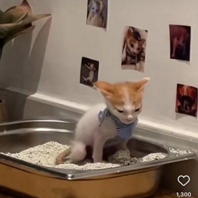 stonermedusa's profile picture. 