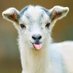 $GOAT (@goatcoin101) Twitter profile photo $GOAT (@goatcoin101) Twitter profile photo