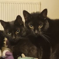 Kyla. (@dragonlady152) 's Twitter Profile