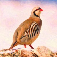 MacroKurd (@macrokurd) 's Twitter Profile