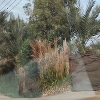 اسحاق الطائي (@alamrysadq4566) 's Twitter Profile Photo اسحاق الطائي (@alamrysadq4566) 's Twitter Profile Photo