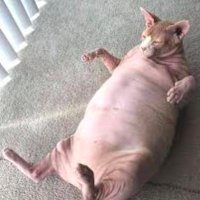 Possibly Cat (@tsrcage_x) 's Twitter Profile