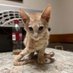 cats are life (@troyscats) Twitter profile photo cats are life (@troyscats) Twitter profile photo