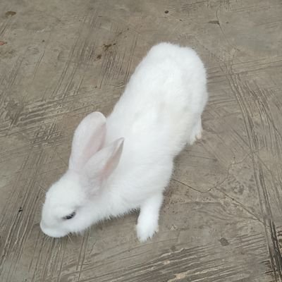 Ayomon44's profile picture. 