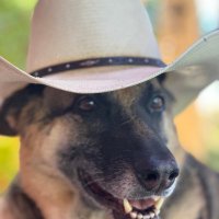 AzLawDawg (@kellerdavi4755) 's Twitter Profile