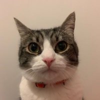 ixtab⋆゚ (@chatmignon__) 's Twitter Profile
