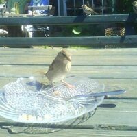 Spatz(@Dessertteller) 's Twitter Profile Photo