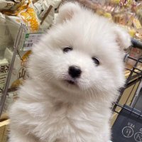 Small (@smallchen36) 's Twitter Profile