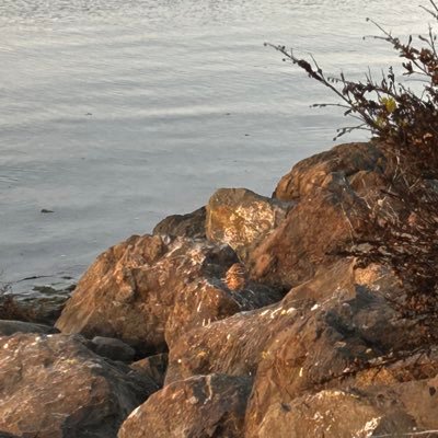 nero42424242's profile picture. Black