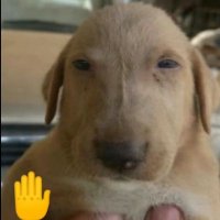 Alan (@papipas_2023) 's Twitter Profile