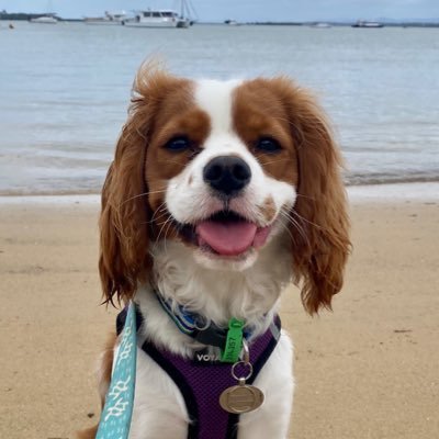 The baton has been passed to Albert…with special comments for our beloved ❤️ Ernest 🐶...oh yeah ...there’s also Missy😺🥰