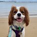 ❤️Albert (Bertie 👑)❤️& Ernest💙🌈 (@ernestcavalier) Twitter profile photo ❤️Albert (Bertie 👑)❤️& Ernest💙🌈 (@ernestcavalier) Twitter profile photo