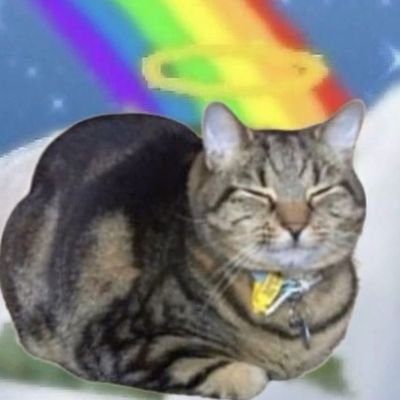 meow meowさんのプロフィール画像