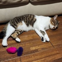 TMと飴と鞭のぺっぱークン(元ミックスフルーチェ) (@kazu3410hero) 's Twitter Profile Photo