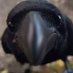 CorvidaeFerrea (@corvidaeferrea) Twitter profile photo CorvidaeFerrea (@corvidaeferrea) Twitter profile photo